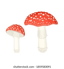 Amanita mushrooms vector illustration on white background.