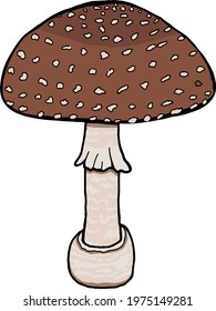 Amanita pantherina Mushroom. Dangerous mushroom. Panther cap, false blusher fungus. Mushroom colourful vector illustration. Isolated autumn symbol. 