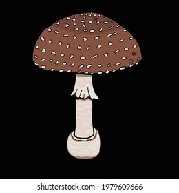 Amanita pantherina Mushroom. Dangerous mushroom. Panther cap, false blusher fungus. Mushroom colourful vector illustration. 