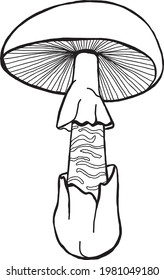 Amanita phalloides, commonly known as the death cap. death cap mushroom. deadly poisonous fungus. Vector illustration of mushroom. Black line illustration. Isolated illustration for colouring. Autumn