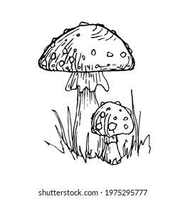 Amanita poisonous mushroom. Autumn doodle illustrations. Beautiful hand drawing illustration.