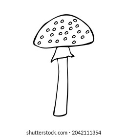 Amanita poisonous mushroom. An isolated item on a white background.