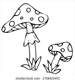 Amanita poisonous mushrooms, poison, witchcraft, vector decorative element for Halloween celebration in doodle style, black outline