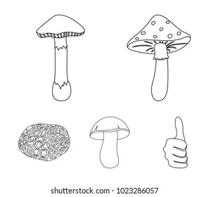 Amanita, porcini, black truffle,toadstool. set collection icons in outline style vector symbol stock illustration web.