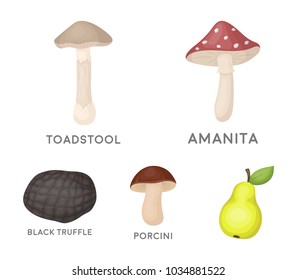 Amanita, porcini, black truffle,toadstool. set collection icons in cartoon style vector symbol stock illustration web.