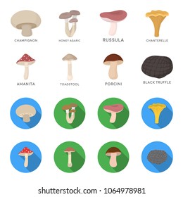 Amanita, porcini, black truffle,toadstool. set collection icons in cartoon,flat style vector symbol stock illustration web.