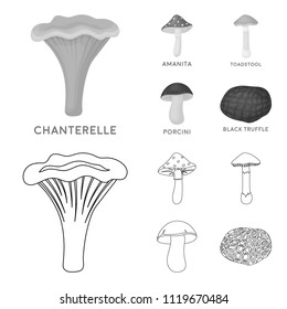 Amanita, porcini, black truffle,toadstool. set collection icons in outline,monochrome style vector symbol stock illustration web.