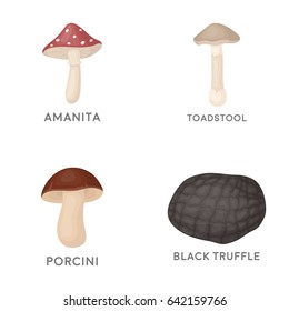 Amanita, porcini, black truffle,toadstool. set collection icons in cartoon style vector symbol stock illustration web.