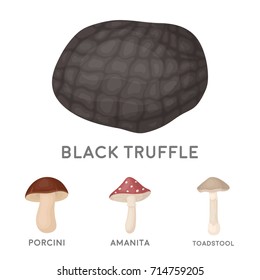 Amanita, porcini, black truffle,toadstool. set collection icons in cartoon style vector symbol stock illustration web.