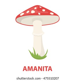 Amanita vector icon in cartoon style for web