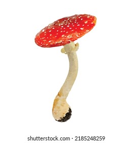 Amanita vector picture. Fly agaric on white background. Toadstool. Mushroom illustration. Autumn decoration hand drawn. Poisonous shroom. Witchcraft. Watercolor. Clipart for logo, card and decoration.