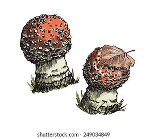 amanita vector sketch on a white background