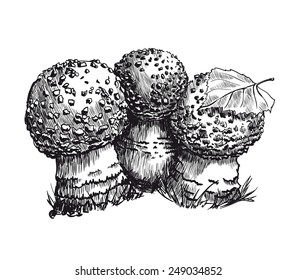 amanita vector sketch on a white background
