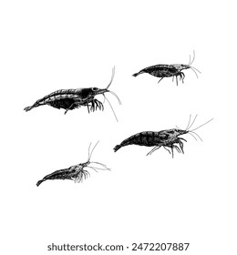 Vector de dibujo a mano de camarón Amano aislado sobre fondo blanco.