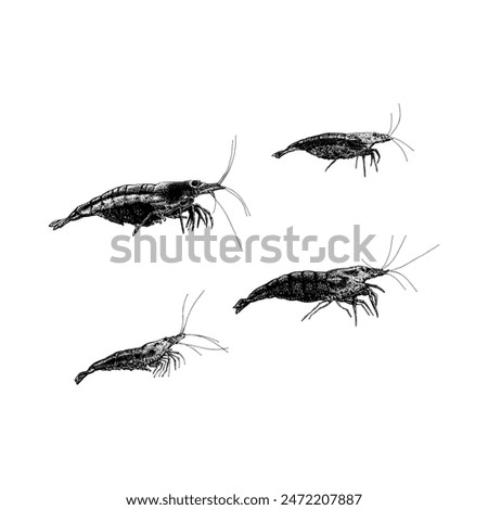 Amano Shrimp hand drawing vector isolated on white background.