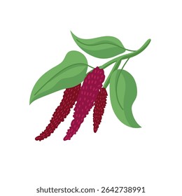 Amaranth. Flacher Vektorclipart, Illustration mit isoliertem Hintergrund.