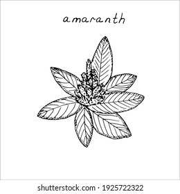 Amaranth flower with leaves, vector illustration, hand drawing, sketch