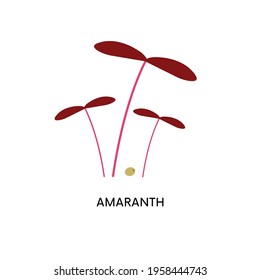 Amaranth microgreens and seed vector illustration. Superfood, home gardening, greens. Can be used for topics like healthy eating, seed germination, diet