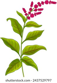 Amaranth Plant with Flowers Colored Illustration