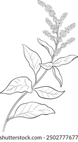 Amaranth Plant with Flowers Outline Illustration