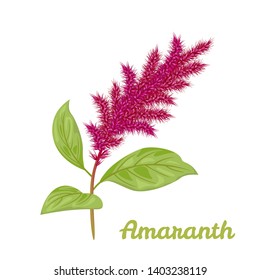 Amaranth plant isolated on white background. Vector illustration of blooming amaranth sprigs with green leaves in cartoon simple flat style.