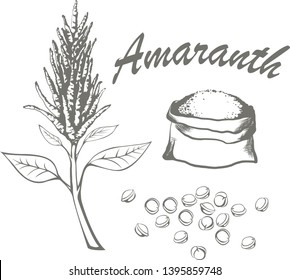 Amaranth plant , seeds, illustration, hand drawing, vector 