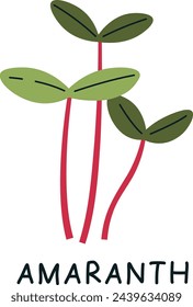 Amaranth Sprouts Microgreen Vector Illustration