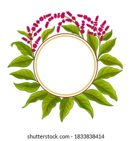 amaranth vector frame on white background