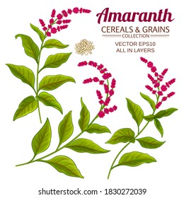 Amaranth Vector Set On Color Background