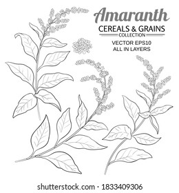 Amaranth Vector Set On Color Background