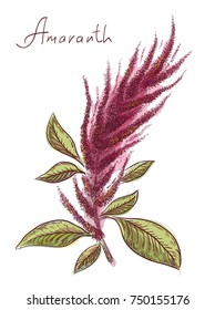 Amaranthus Or Amaranth. Vector Illustration.