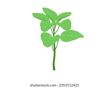 Amaranthus blitum subsp on a white background.