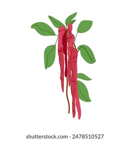Amaranthus branch isolated on white background. Decorative amaranth flower concept for wedding, invitation card. Botanical vector illustration