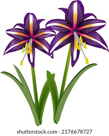 Amarilis Purple Flower vector design