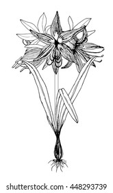 "AMARYLLIDACEAE" Flower Doodle Vector