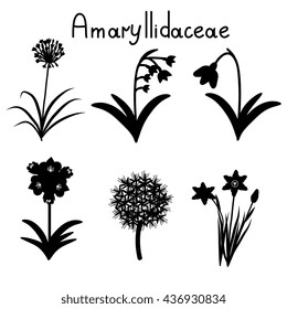 Amaryllidaceae plant family examples set