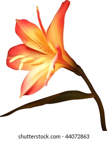 Amaryllis branch flower