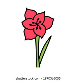Amaryllis. Doodle flower with stem and leaf. Vector hand drawn color sketch.