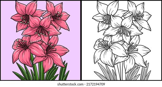  Amaryllis Flower Coloring Colored Illustration