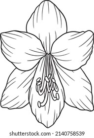 Amaryllis Flower Coloring Page for Adults