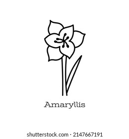 Amaryllis flower. Doodle vector hand drawn line sketch. Floral illustration for coloring book