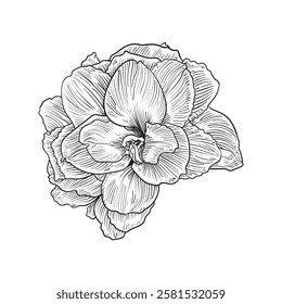 Amaryllis flower hand drawn, vector illustration.