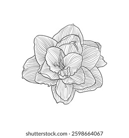 Amaryllis flower hand drawn, vector illustration.