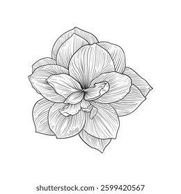 Amaryllis flower hand drawn, vector illustration.