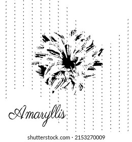 Amaryllis flower Hippeastrum, floral  background