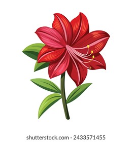 Amaryllis Flower Illustration on White Background