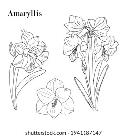 amaryllis flower. outline, hand drawing. Isolated black and white sketch.