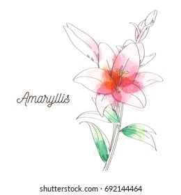 Amaryllis flower painting on white background