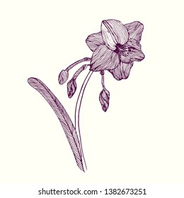 Amaryllis flower, stem with leaves, buds and blossom, hand drawn doodle outline, sketch, vector illustration