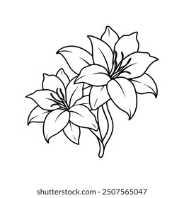 amaryllis flowers line art vector design